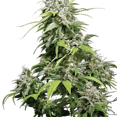 California Indica Feminised Cannabis Seeds by Sensi Seeds