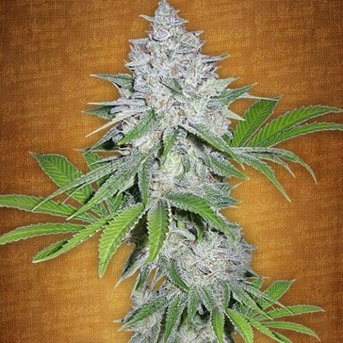 Californian Snow Auto Feminised Seeds