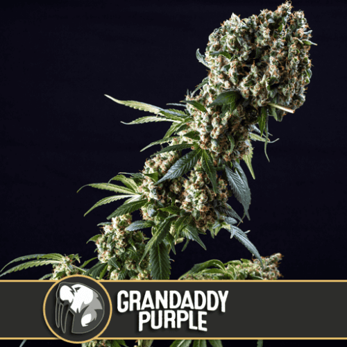 Grandaddy Purple Feminised Cannabis Seeds by BlimBurn Seeds