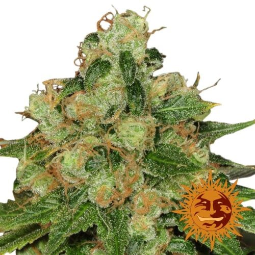 Caramel CBD Regular Seeds - 10