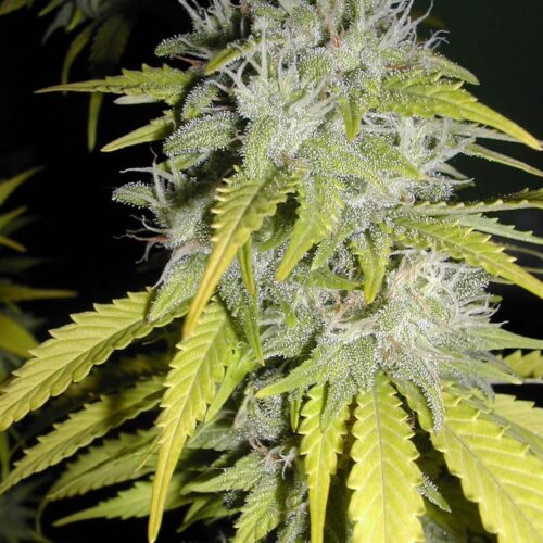 Chaze Super Autoflowering Feminised Seeds - 3
