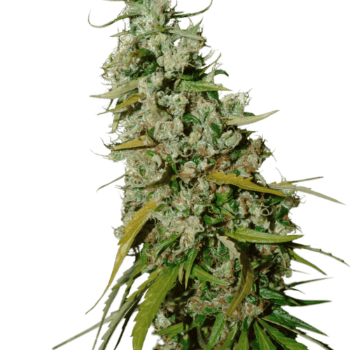 Kees' Old School Haze Regular Seeds - 12