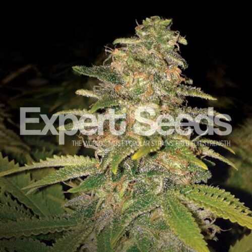 Critical Blue Auto Feminised Seeds