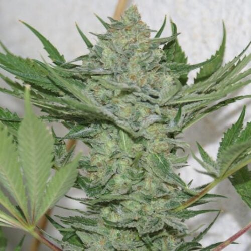 Critical Haze Feminised Seeds