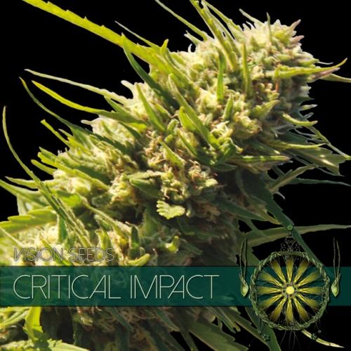 Critical Impact Feminised Seeds