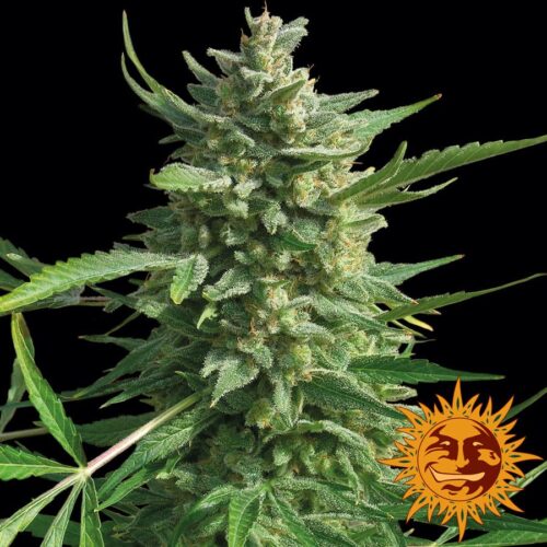 Critical Kush Feminised Seeds