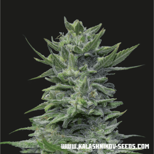 Lavanda Cream Feminised Seeds