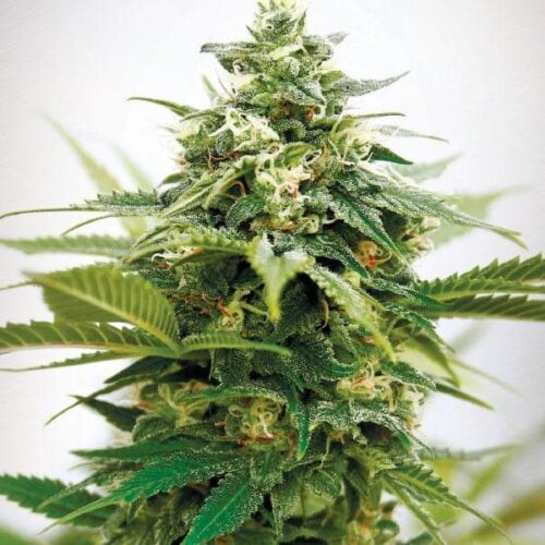 Critical XXL Feminised Seeds