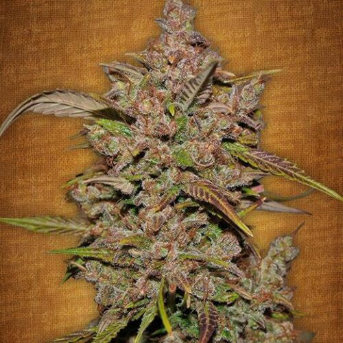 Crystal METH Auto Feminised Seeds