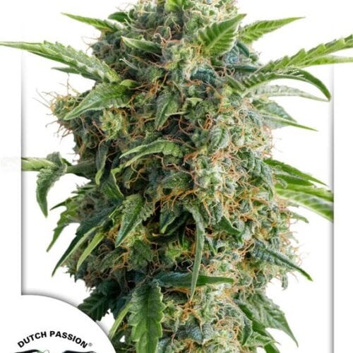 Daiquiri Lime Auto Feminised Seeds