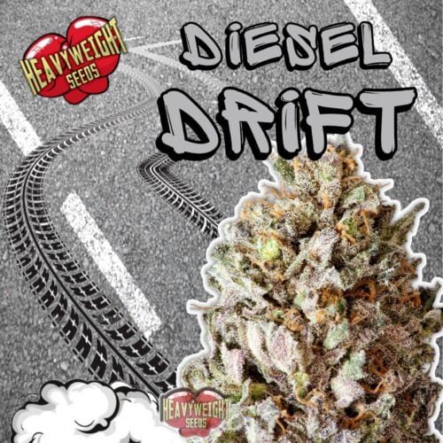 Diesel Drift Feminised Seeds