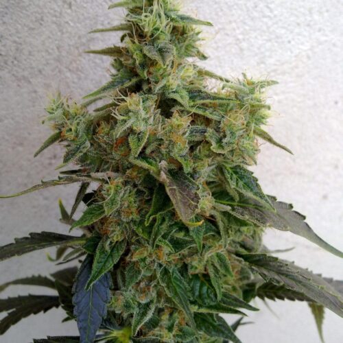 Dieseltonic Feminised Seeds