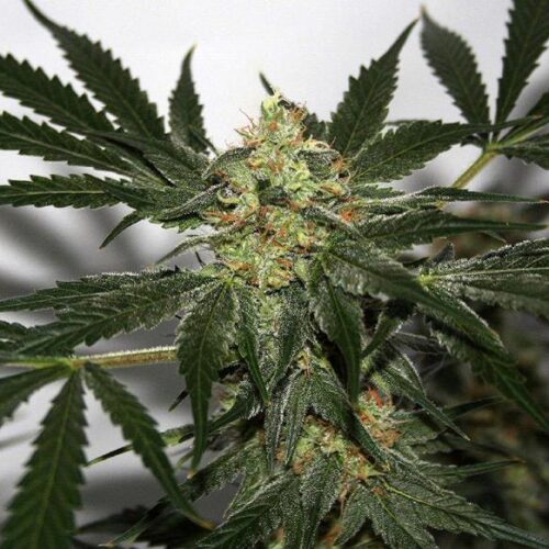 Early Haze (Early Queen x Afghan Haze) Regular Seeds - 18