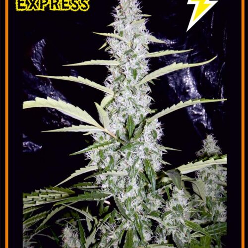 Fantasmo Express Auto Feminised Seeds