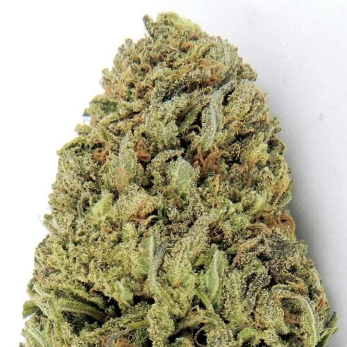 Fast and Vast Auto Feminised Seeds