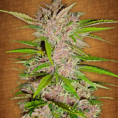 Fastberry Auto Feminised Seeds