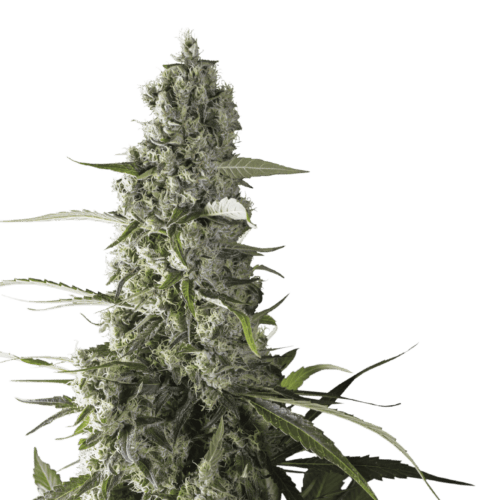 Prima Holandica Regular Seeds - 12
