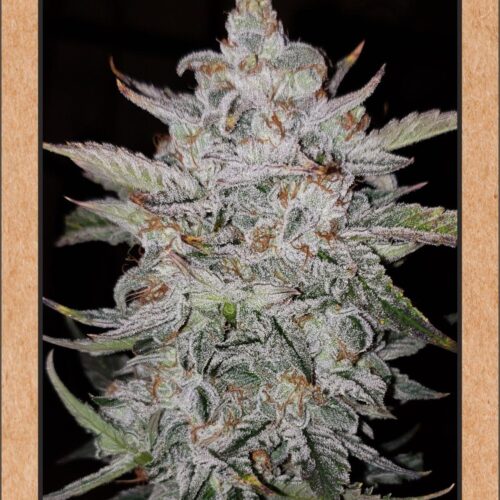 Forum Stomper Auto Feminised Seeds