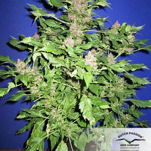 Frisian Duck Feminised Seeds