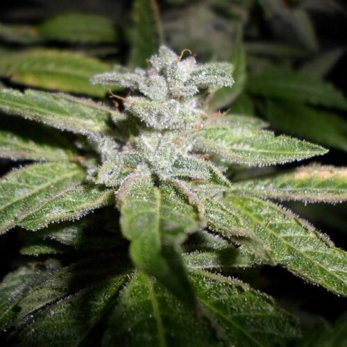 Fromage Blue Feminised Seeds - 5