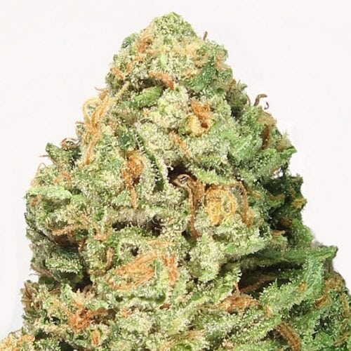 Fruit Punch Feminised Seeds