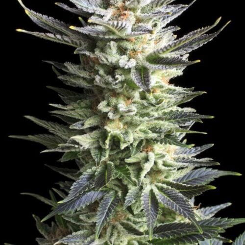 Fruit Spirit Feminised Seeds