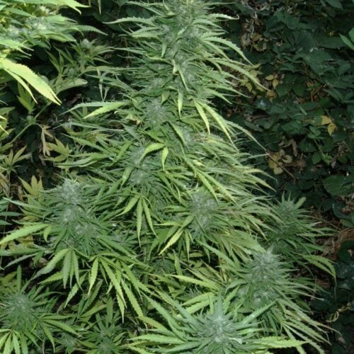 Fruity Cristal Kush SuperAuto Feminised Seeds - 3