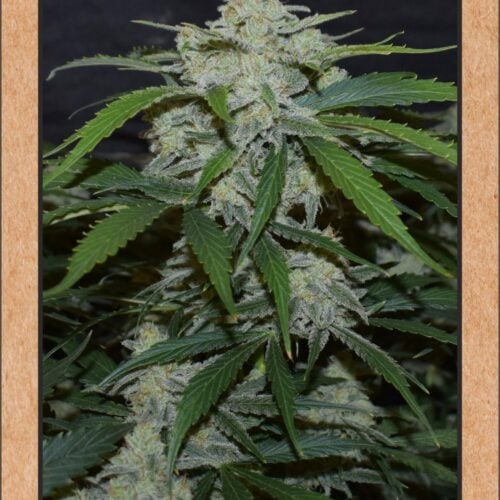 Fugue State Auto Feminised Seeds