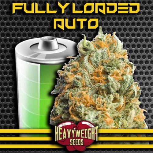 Fully Loaded Auto Feminised Seeds