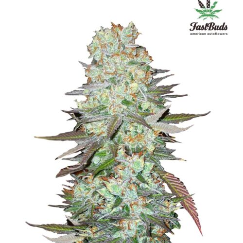 G14 Auto Feminised Seeds