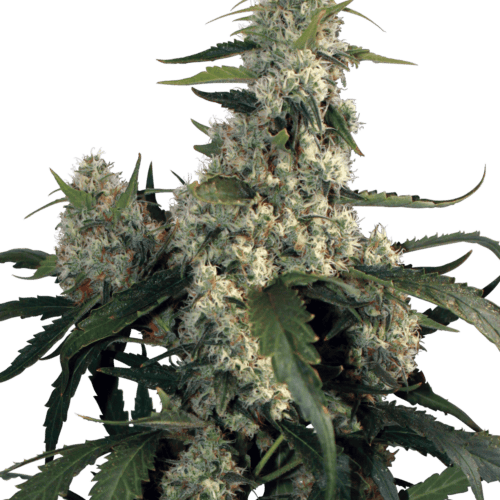 Quasar Feminised Seeds