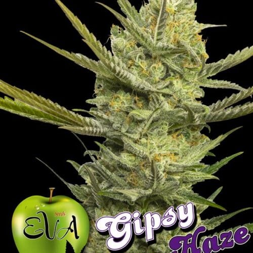 Gipsy Haze Feminised Seeds