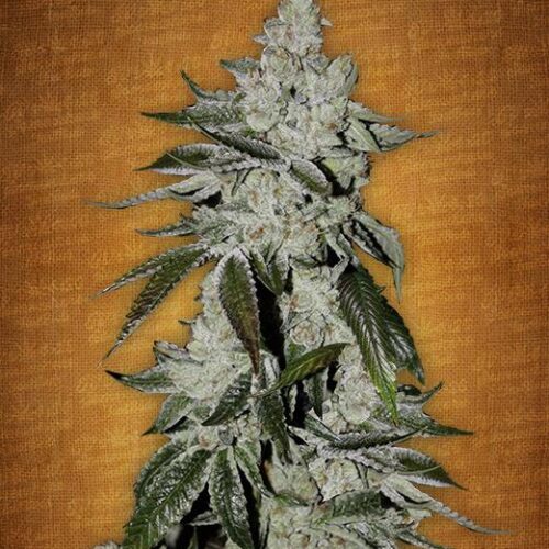 Girl Scout Cookie's Auto Feminised Seeds