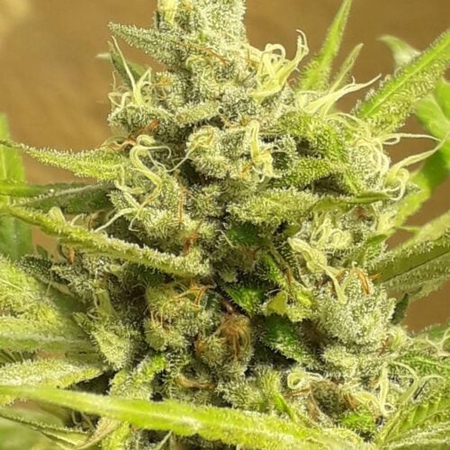 Girl Scout Cookies Feminised Auto Seeds