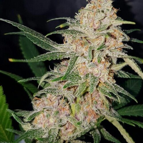 Girl Scout Cookies Feminised Seeds - Lineage