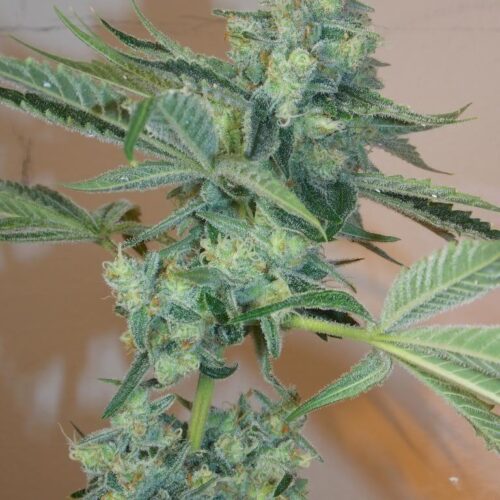 Girl Scout Cookies Feminised Seeds - 6