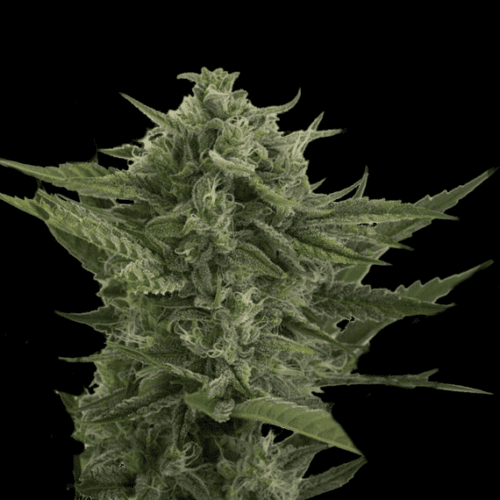 Reek'n Auto Feminised Seeds