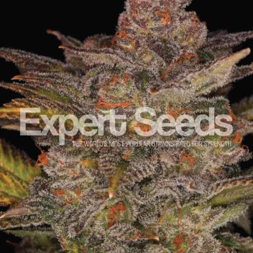 Glueberry Auto Feminised Seeds