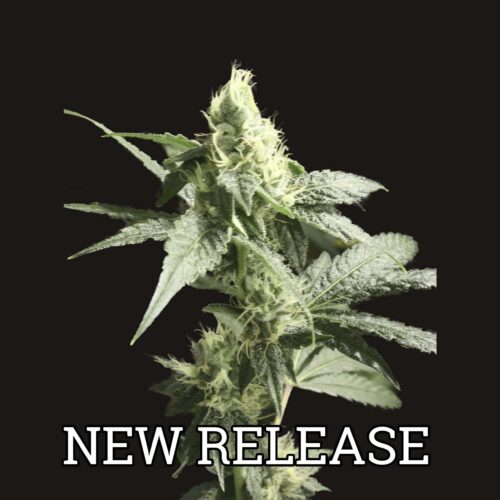 Golden Haze Feminised Seeds