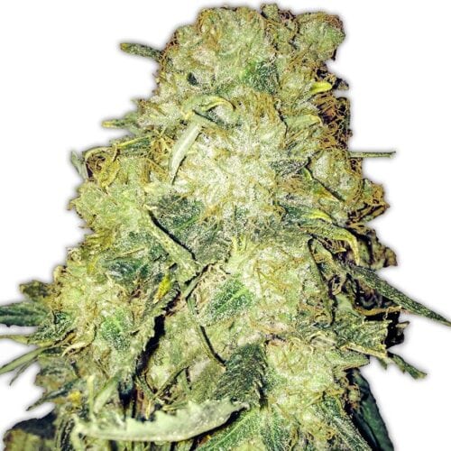 Goldmine Feminised Seeds