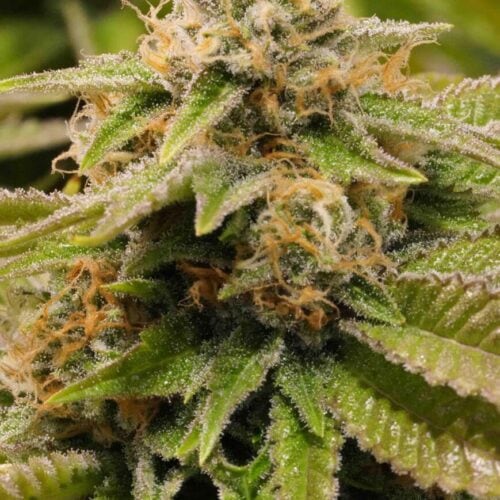 Gorilla Breath Feminised Seeds