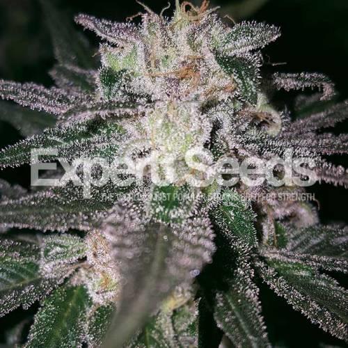 Gorilla Cookies (GG#4 x Cookies) Feminised Cannabis Seeds by Expert Seeds