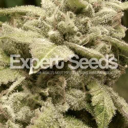 Gorilla Glue #4 x White Widow Feminised Seeds