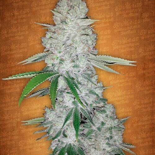 Glue Auto Feminised Cannabis Seeds by FastBuds Seeds