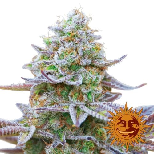 Gorilla Zkittlez Feminised Cannabis Seeds by Barney's Farm Seeds