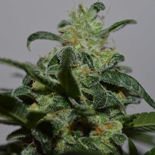 Grapefruit Feminised Seeds - Lineage