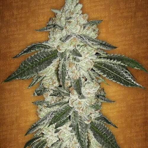 Green Crack Auto Feminised Seeds