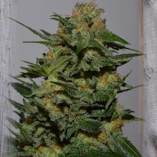 Green Crack Feminised Seeds