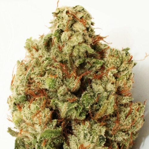 Green Ninja Feminised Cannabis Seeds by Heavyweight Seeds
