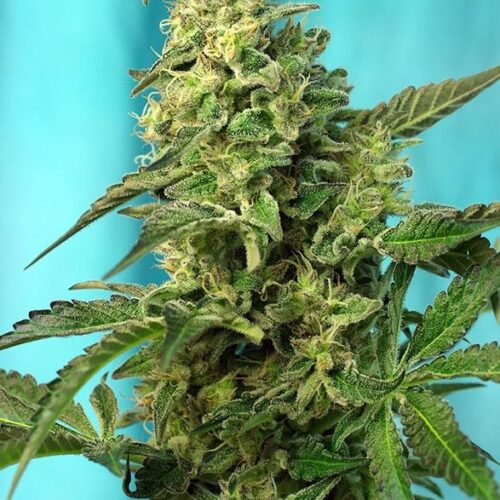 Green Poison FAST Version Feminised Cannabis Seeds by Sweet Seeds
